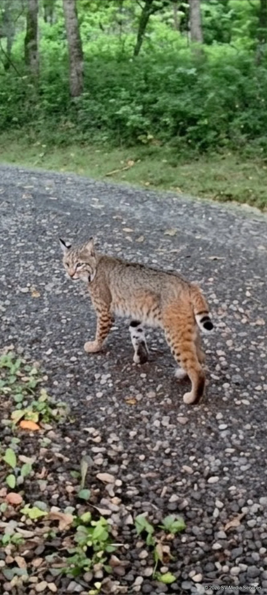 A bobcat turns toward the camera while crossing a gravel drive beside the woods.