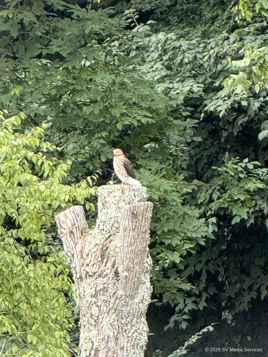 A hawk perches on an old stump surrounded by woodland foliage.