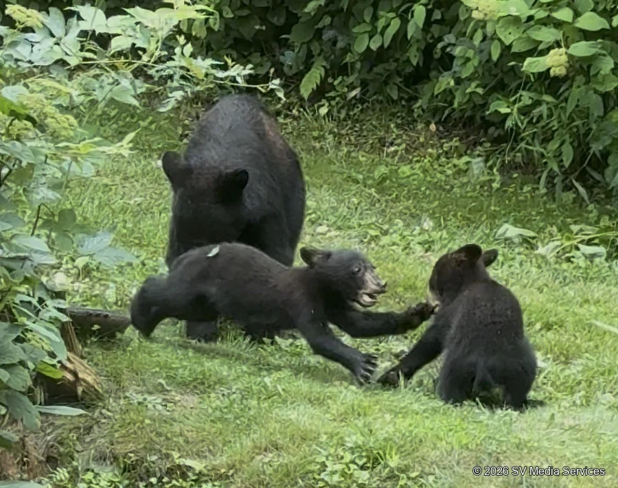 Two black bear cubs reach toward one another while an adult stands behind them.