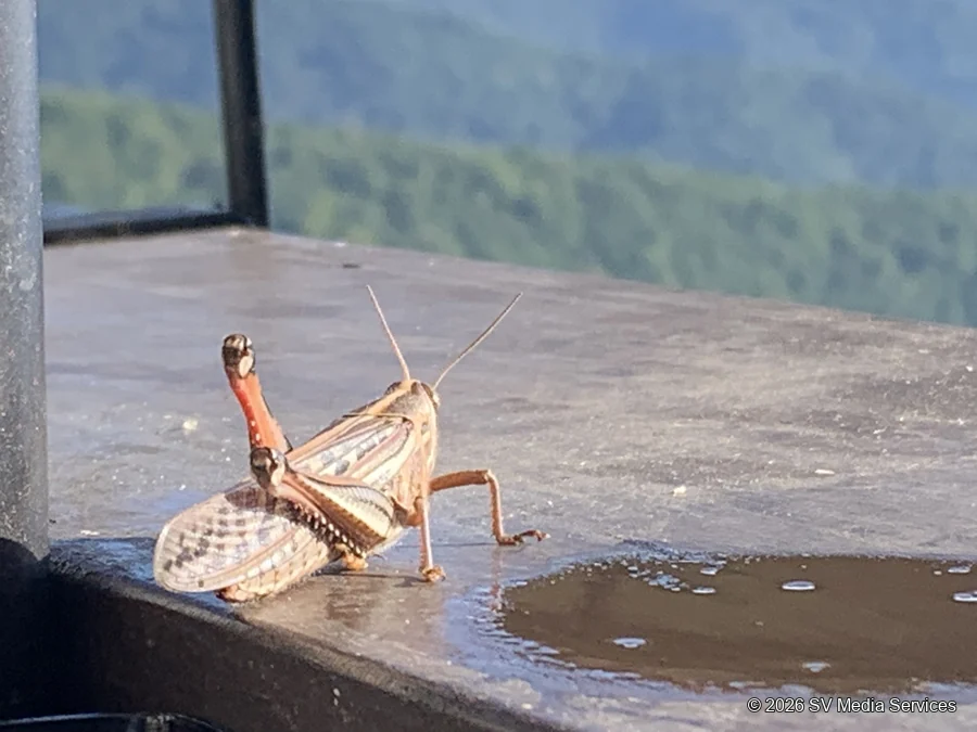 A grasshopper rests on a deck table with the mountains beyond.