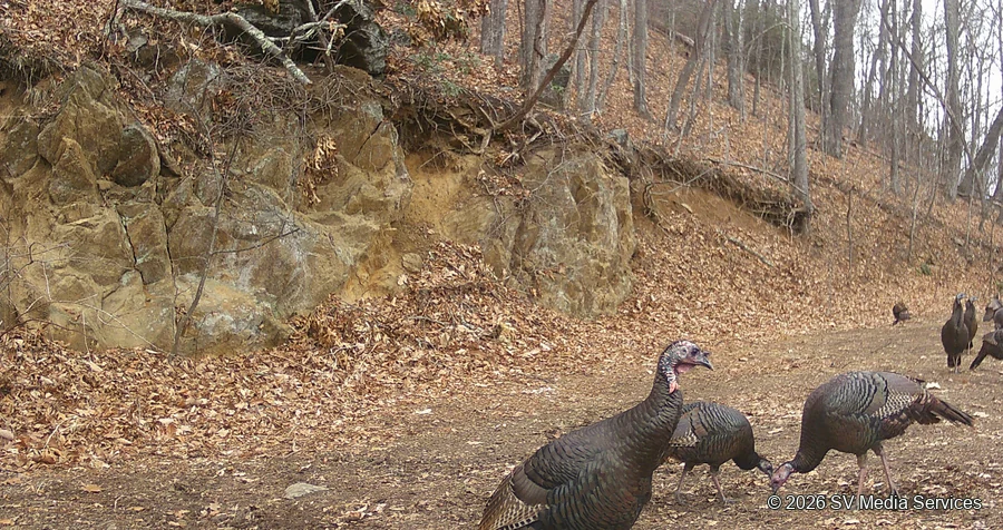 Wild turkeys forage along a leaf-covered woodland track.