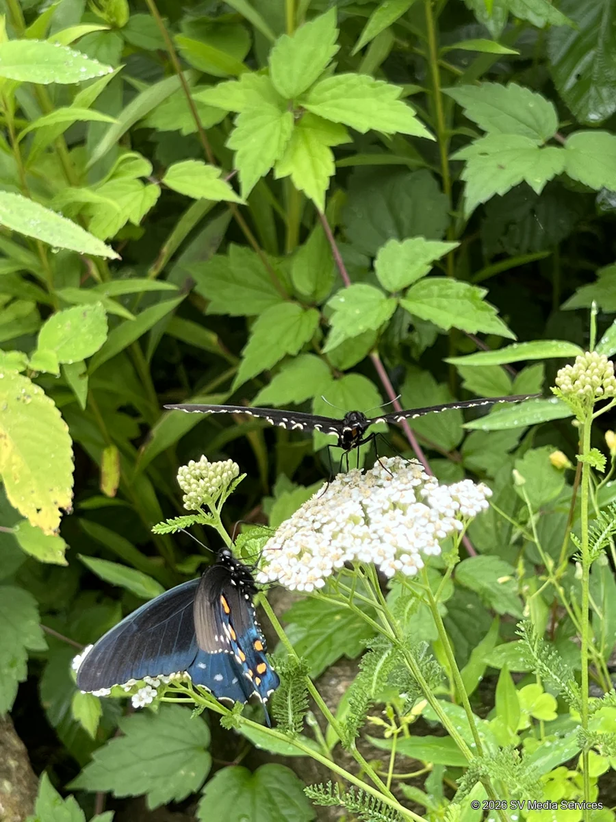 Two butterflies spread their wings around a cluster of white flowers.