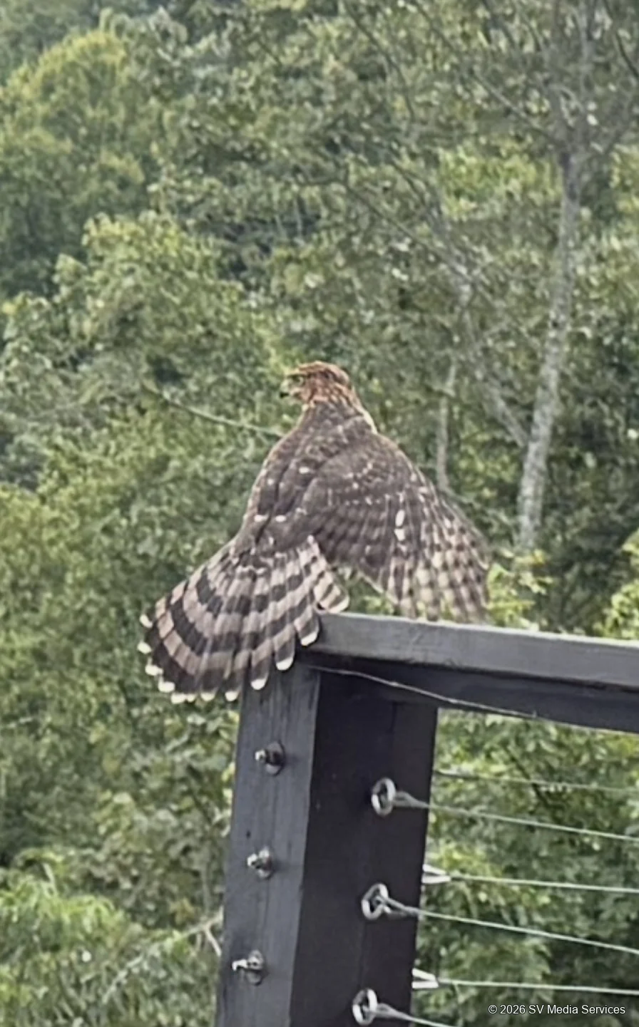 A Cooper’s hawk spreads its wings on a deck railing.